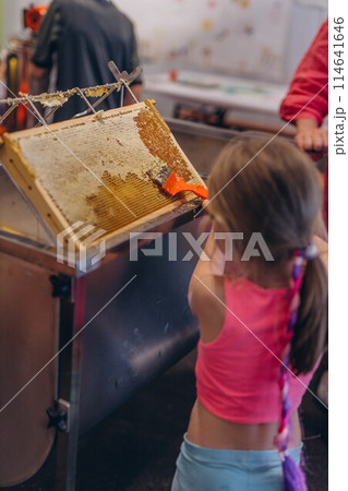 Girl Use beekeeping tools to open wax cells filled with the finished product. Girl Use beekeeping tools to open wax cells filled with the finished product. 114641646