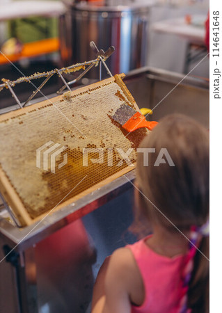 Girl Use beekeeping tools to open wax cells filled with the finished product. Girl Use beekeeping tools to open wax cells filled with the finished product. 114641648