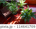 観葉植物の緑に囲まれゆっくり過ごすひと時 114641709