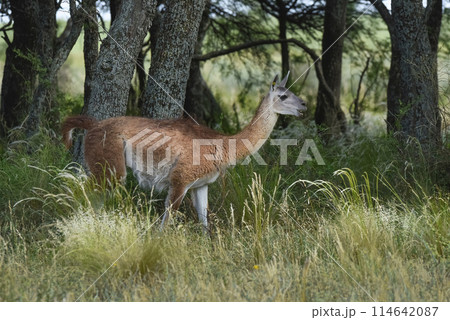 Guanaco, Lama Guanicoe, Luro Park, La Pampa Province, La Pampa, Argentina. Guanaco, Lama Guanicoe, Luro Park, La Pampa Province, La Pampa, Argentina. 114642087