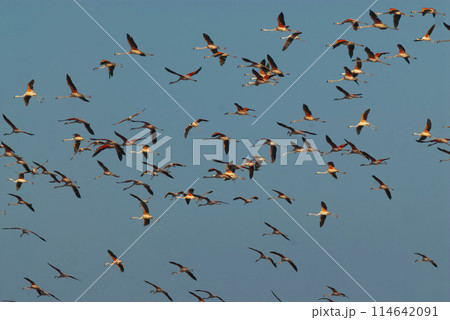 Flamingos flock in a salty lagoon, La Pampa Province,Patagonia, Argentina. Flamingos flock in a salty lagoon, La Pampa Province,Patagonia, Argentina. 114642091