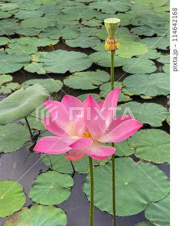 Pink lotus flower plants 114642168