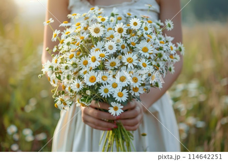 A woman holds a fresh, sunlit bouquet of daisies A woman holds a fresh, sunlit bouquet of daisies 114642251