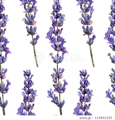 Seamless Lavender Watercolor Pattern for Design and Backgrounds 114642305