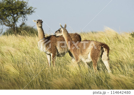 Guanaco, Lama Guanicoe, Luro Park, La Pampa Province, La Pampa, Argentina. 114642480