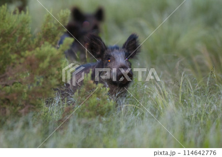 Wild boar herd in a water hole, Chaco Forest, La Pampa province, Patagonia, Argentina. Wild boar herd in a water hole, Chaco Forest, La Pampa province, Patagonia, Argentina. 114642776