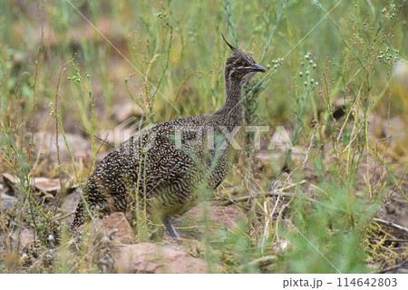 Elegant crested tinamou, Eudromia elegans, Pampas grassland environment, La Pampa province, Patagonia, Argentina. 114642803