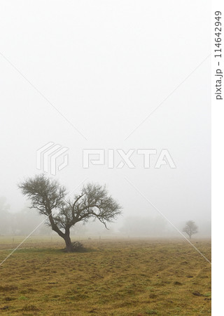 Lonely tree in thick fog at dawn, in Pampas Landscape, La Pampa Province, Patagonia, Argentina. 114642949
