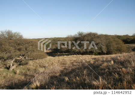 Pampas grass landscape, La Pampa province, Patagonia, Argentina. 114642952