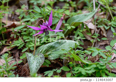 春の山野草カタクリの花 春の山野草カタクリの花 114643007