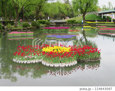 富山　砺波　チューリップ祭 114643097