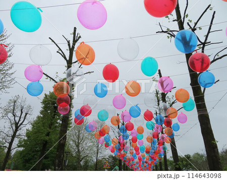 富山　砺波　チューリップ祭 114643098