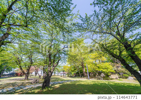 「青森県」新緑の三八城公園・八戸市 「青森県」新緑の三八城公園・八戸市 114643771