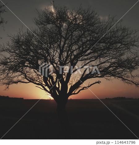 Lonely tree in thick fog at dawn, in Pampas Landscape, La Pampa Province, Patagonia, Argentina. 114643796