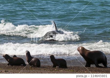 Orca patrolling the shoreline with a group of sea lions in the foreground, Peninsula Valdes, Patagonia, Argentina. Orca patrolling the shoreline with a group of sea lions in the foreground, Peninsula Valdes, Patagonia, Argentina. 114643801