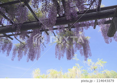 日本、神奈川県、横須賀にある横須賀しょうぶ園の藤の花 114643879