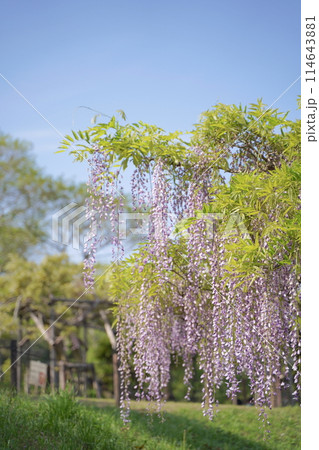 日本、神奈川県、横須賀にある横須賀しょうぶ園の藤の花 114643881