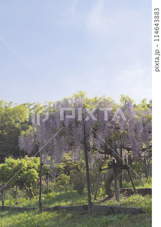 日本、神奈川県、横須賀にある横須賀しょうぶ園の藤の花 日本、神奈川県、横須賀にある横須賀しょうぶ園の藤の花 114643883