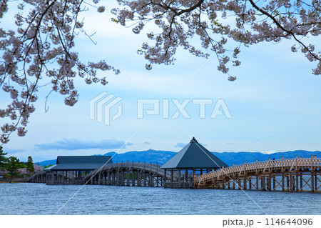 鶴の舞橋と満開の桜 鶴の舞橋と満開の桜 114644096