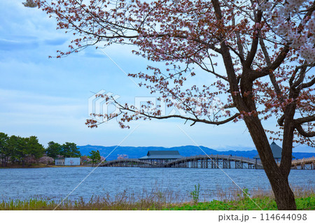 鶴の舞橋と満開の桜 114644098