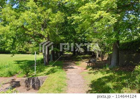 青葉若葉の公園 114644124