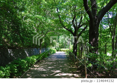 青葉若葉の公園 114644132