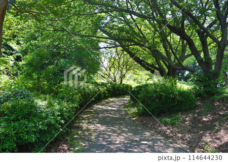 青葉若葉の公園 114644230