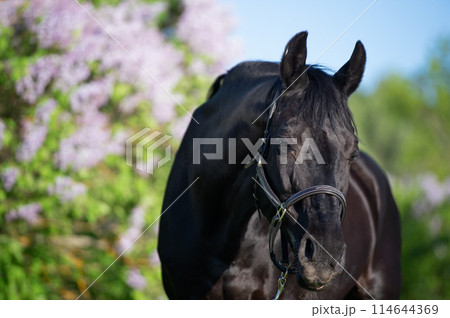 portrait of beautifu Trakehnerl black stallion posing nearly blossom lilac at sunny spring evening 114644369