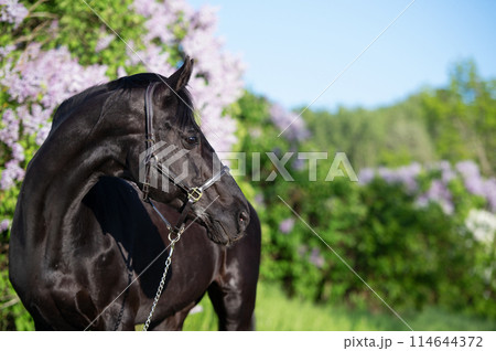 portrait of beautifu Thoroughbred black stallion posing nearly blossom lilac at sunny spring evening portrait of beautifu Thoroughbred black stallion posing nearly blossom lilac at sunny spring evening 114644372