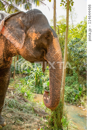 large Asian elephant with specific skin color, 114644466