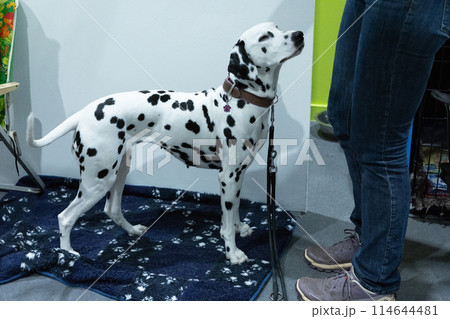 Adorable Dalmatian dog with human indoors. Lovely pet 114644481