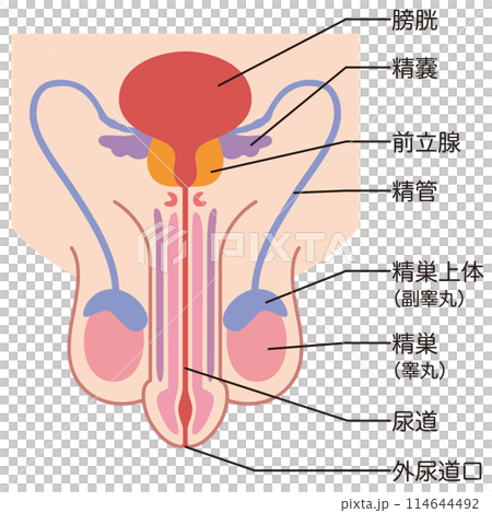 男性生殖器の構造 医療 男性生殖器の構造 医療 114644492