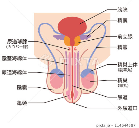 男性生殖器の構造　医療 114644587