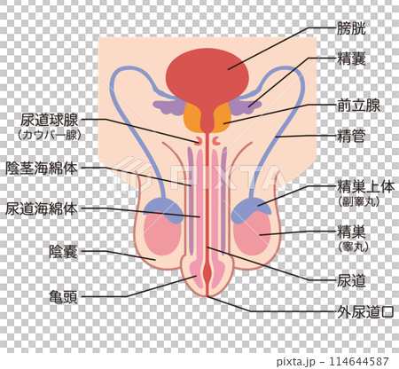 男性生殖器の構造　医療 114644587