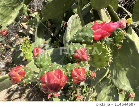 Cactus flower Opuntia cochenile (lat. Opuntia cochenillifera) 114644607