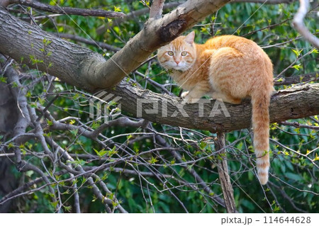里山の木の上から見つめる赤トラ猫 里山の木の上から見つめる赤トラ猫 114644628