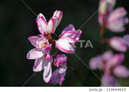 イキシアの花 イキシアの花 114644629