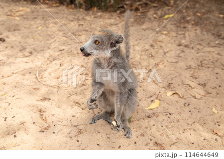 grey crowned lemur eating fruit 114644649
