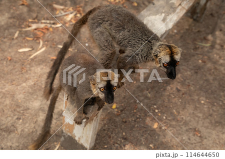 Cute brown lemur (Eulemur fulvus) with orange eyes. 114644650