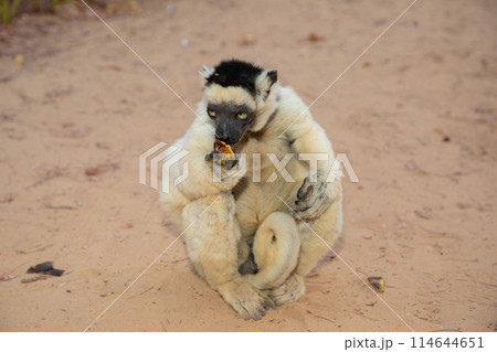 Verreaux's white sifaka with dark head Madagascar island fauna. Verreaux's white sifaka with dark head Madagascar island fauna. 114644651