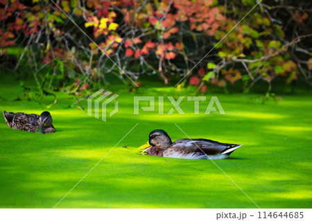 Mallard (Anas platyrhynchos) , male wild duck in water 114644685