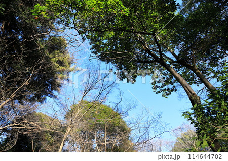 東京都市風景　有栖川宮記念公園 114644702