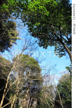 東京都市風景　有栖川宮記念公園 114644703