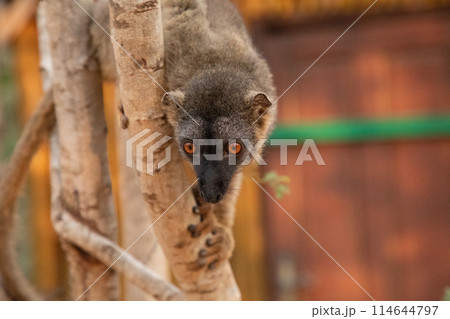 Cute brown lemur (Eulemur fulvus) with orange eyes. 114644797