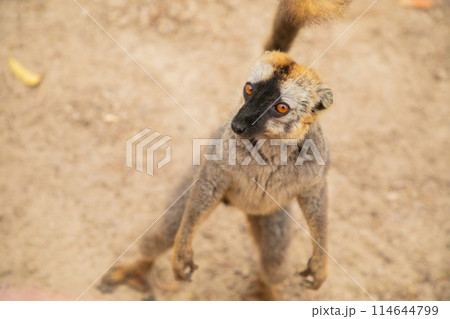 Common brown lemur (Eulemur fulvus) with orange eyes. Common brown lemur (Eulemur fulvus) with orange eyes. 114644799