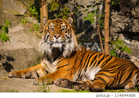 critically endangered Sumatran tiger critically endangered Sumatran tiger 114644800