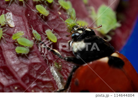 macro 5x image ladybug destroying eats green aphids close up 114644804