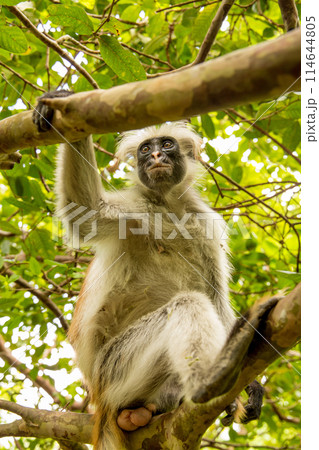 Zanzibar red king colobus closeup 114644805
