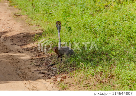 mongoose fights with an aggressive cobra in the wild 114644807