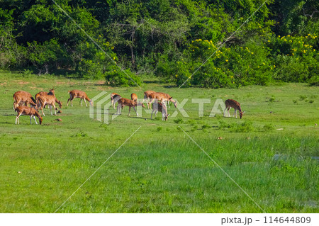 Sika or spotted deers herd in wood 114644809